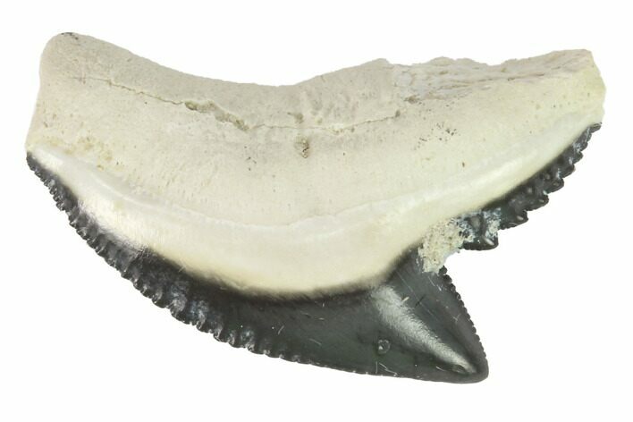 Fossil Tiger Shark Tooth - Bone Valley, Florida #145160